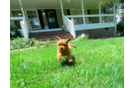 Cute Cavoodle Poodle Mix Puppy