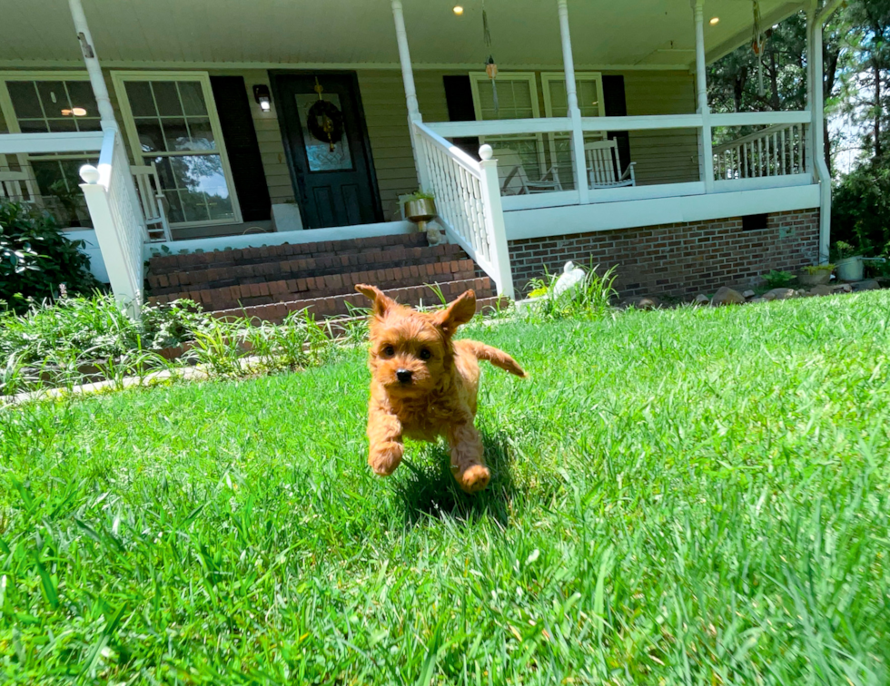 Cute Cavoodle Poodle Mix Puppy