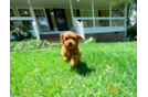 Best Cavapoo Baby