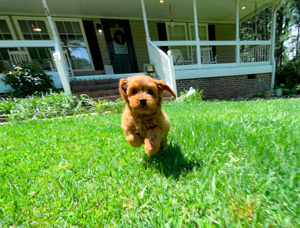 Best Cavapoo Baby