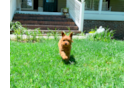 Cute Cavapoo Poodle Mix Pup