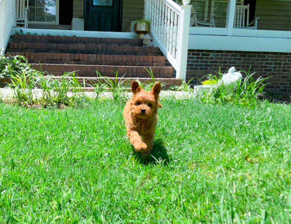 Cute Cavapoo Poodle Mix Pup