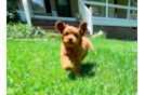 Cute Cavalier King Charles Spaniel and Poodle Mix Poodle Mix Puppy