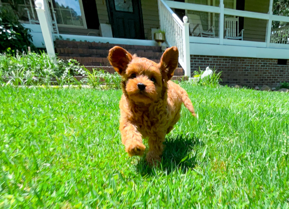 Cute Cavalier King Charles Spaniel and Poodle Mix Poodle Mix Puppy