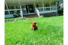 Cute Cavapoo Baby