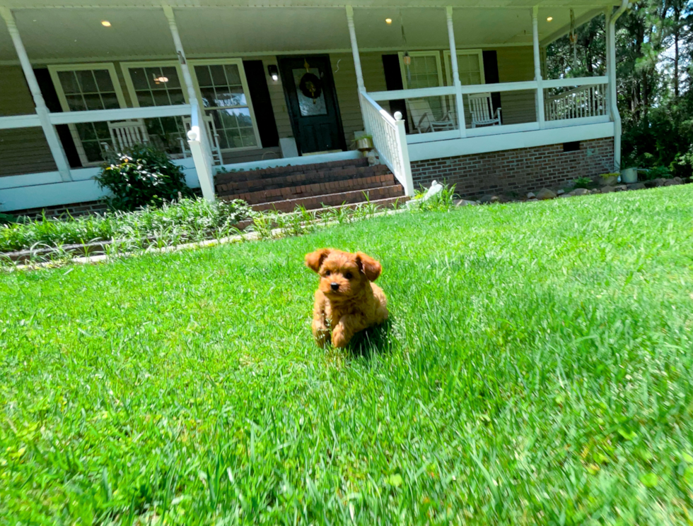 Cute Cavapoo Baby