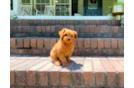 Cavapoo Puppy for Adoption