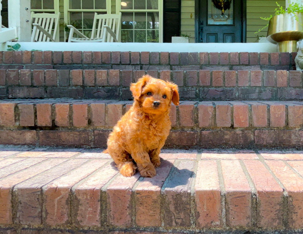 Cavapoo Puppy for Adoption