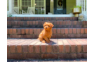 Cute Cavapoo Baby
