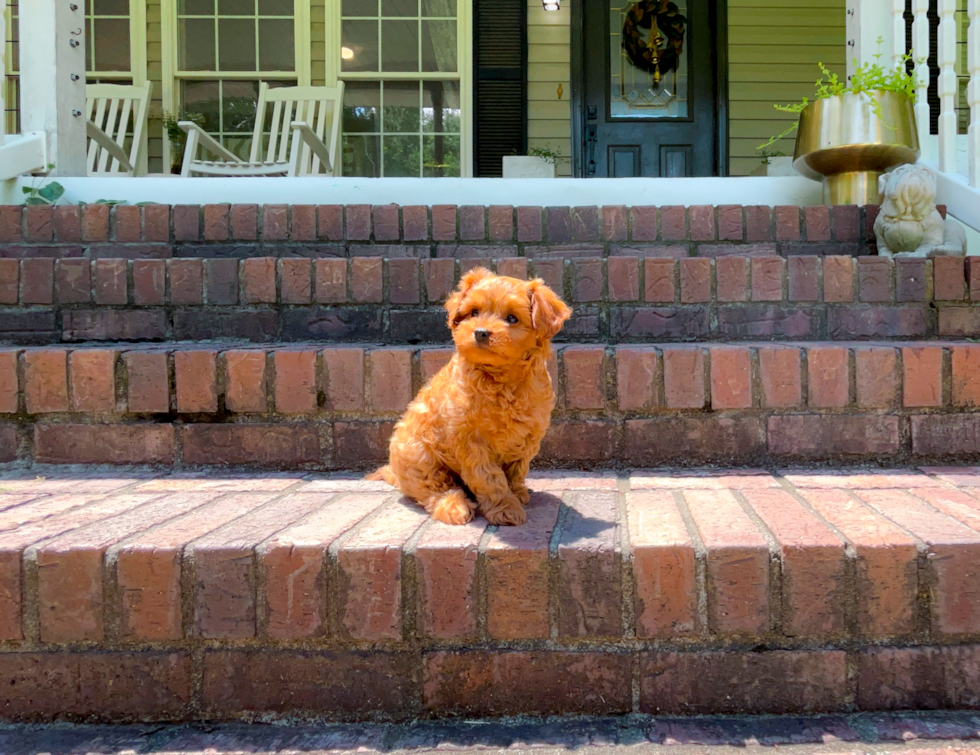 Cute Cavapoo Baby