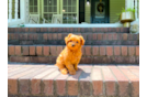 Cavapoo Pup Being Cute