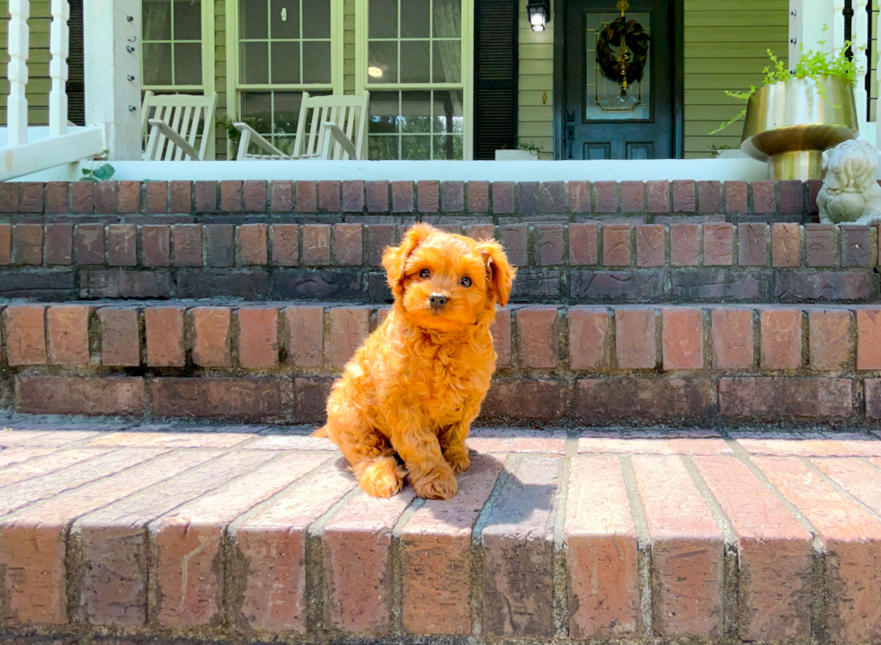 Cavapoo Pup Being Cute