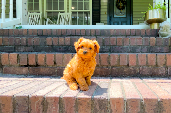 Cavapoo Pup Being Cute