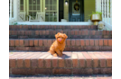 Cavapoo Puppy for Adoption