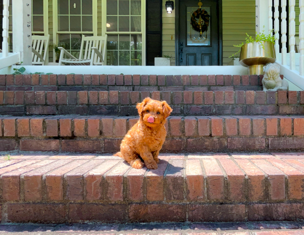 Cavapoo Puppy for Adoption
