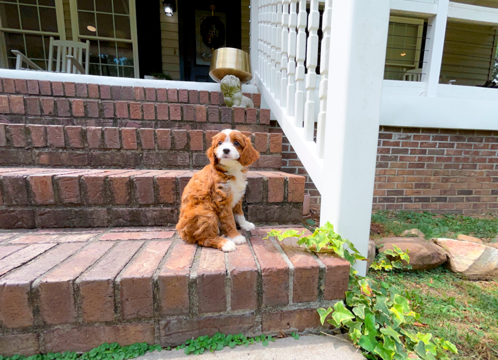 Cute Cavapoo Poodle Mix Pup