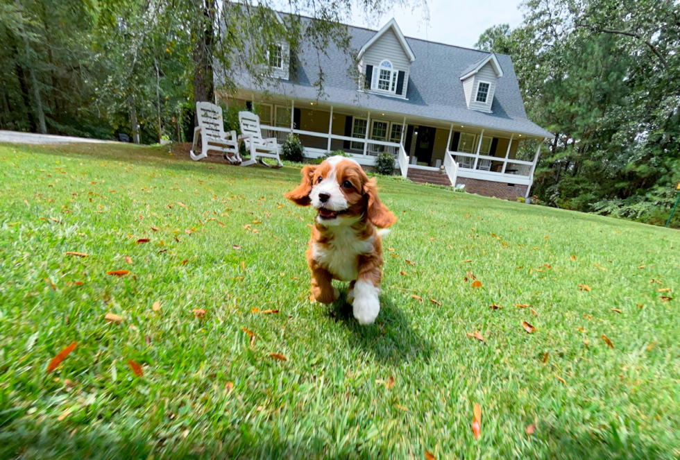 Cute Cavapoo Poodle Mix Pup