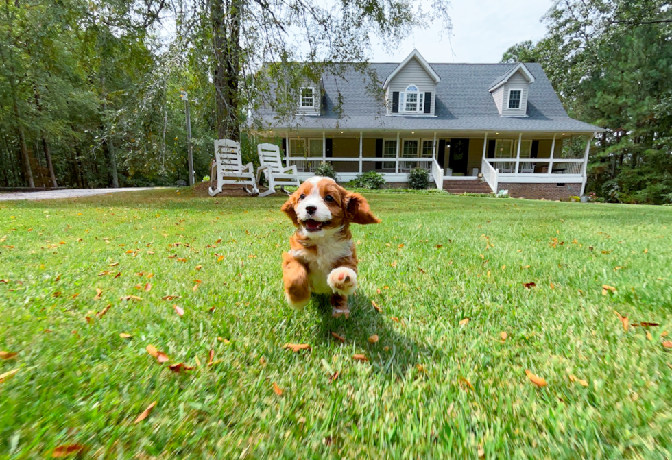 Cavapoo Puppy for Adoption