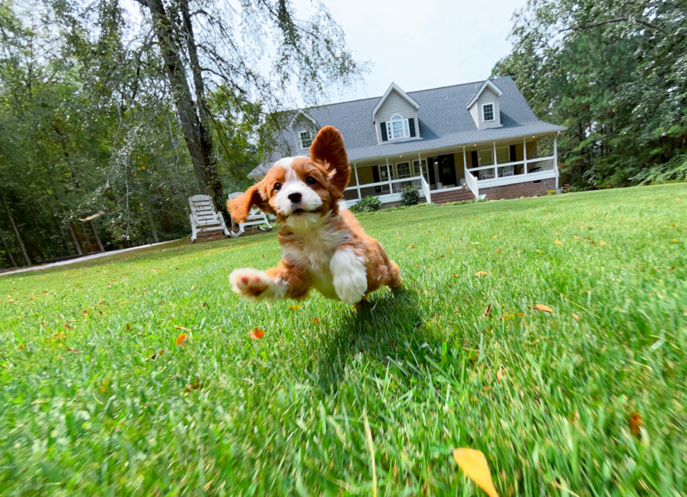 Best Cavapoo Baby