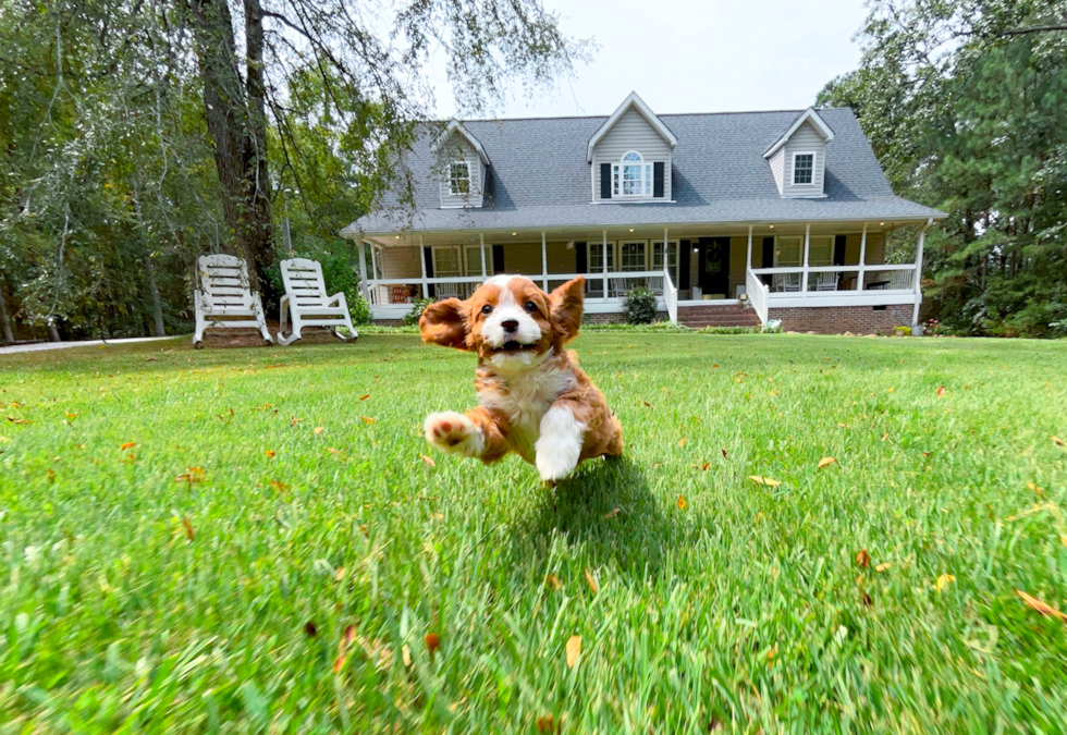 Cavapoo Puppy for Adoption