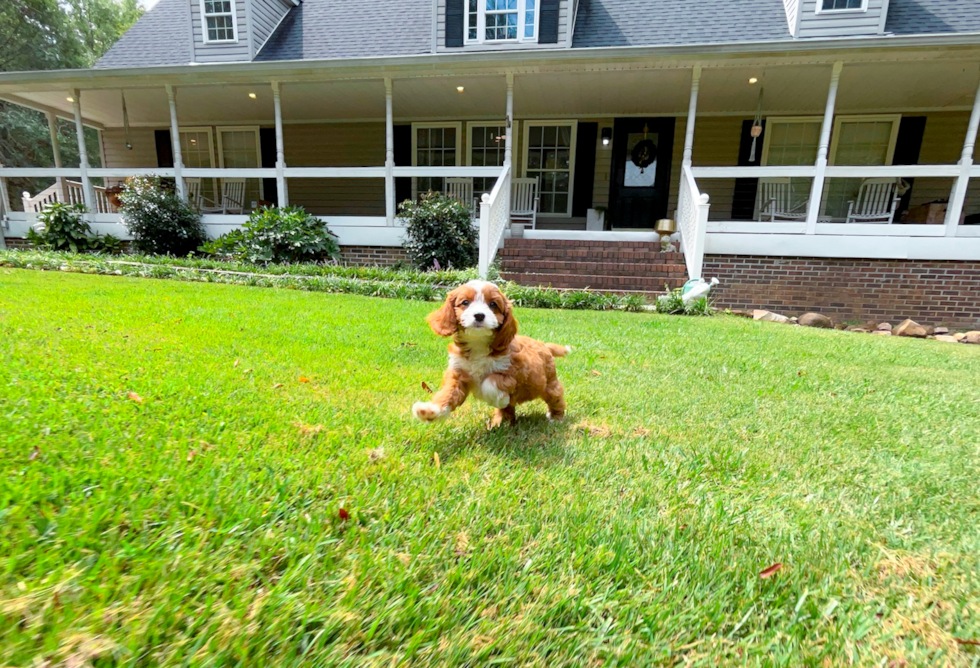 Cute Cavapoo Poodle Mix Pup