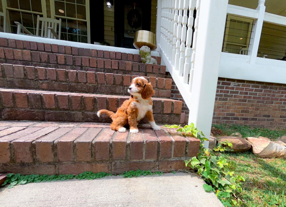 Cute Cavapoo Baby