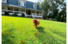 Cute Cavapoo Poodle Mix Pup