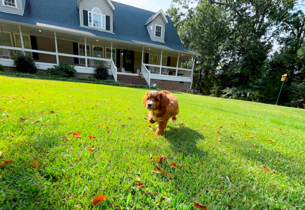Cute Cavapoo Poodle Mix Pup