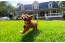 Best Cavapoo Baby