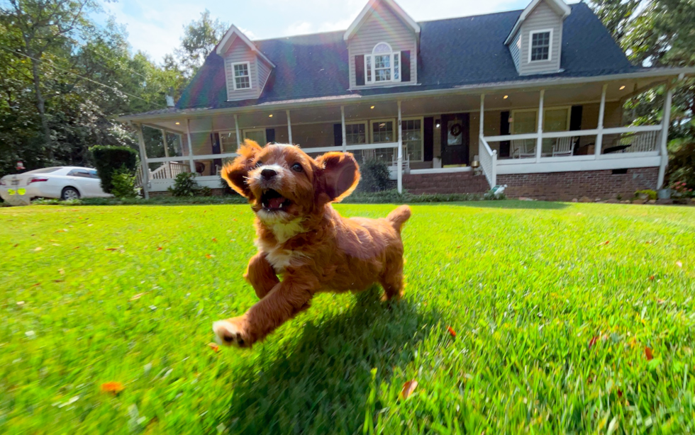 Best Cavapoo Baby
