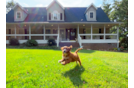 Cavapoo Puppy for Adoption