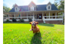 Cute Cavapoo Baby
