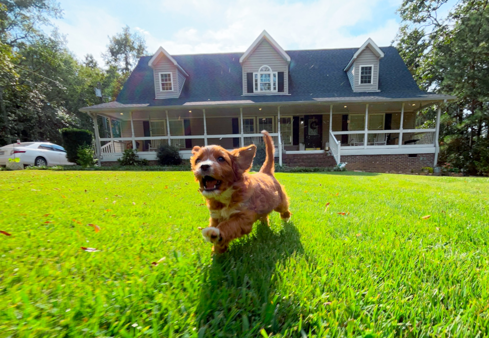Cavapoo Pup Being Cute