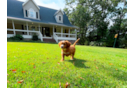 Best Cavapoo Baby