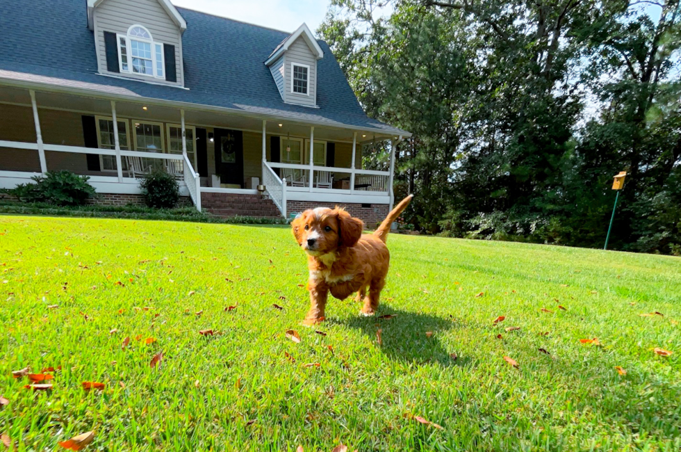 9 week old Cavapoo Puppy For Sale - Simply Southern Pups