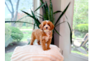 Cute Cavoodle Poodle Mix Puppy