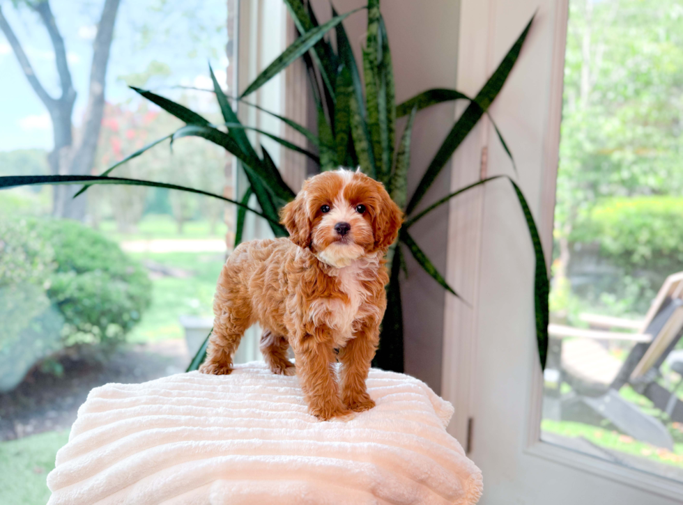 Cute Cavoodle Poodle Mix Puppy