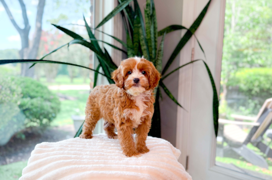 Cute Cavoodle Poodle Mix Puppy