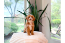 Best Cavapoo Baby