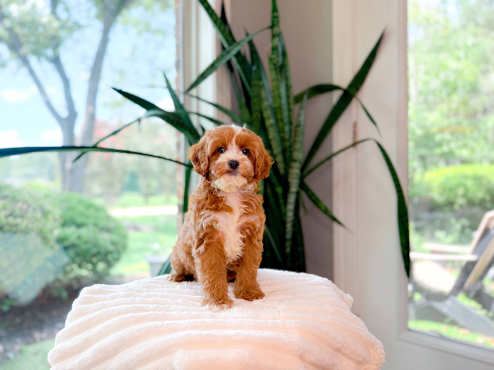 Best Cavapoo Baby