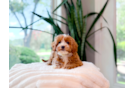 Best Cavapoo Baby