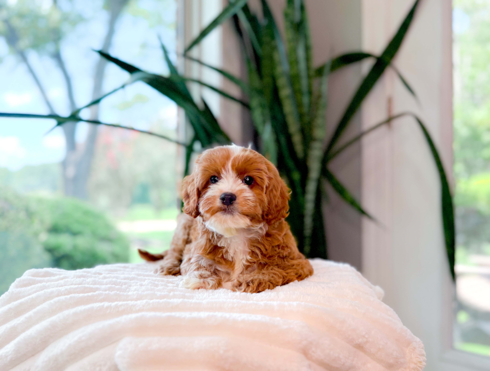 Best Cavapoo Baby