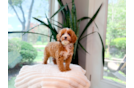Cute Cavipoo Poodle Mix Puppy