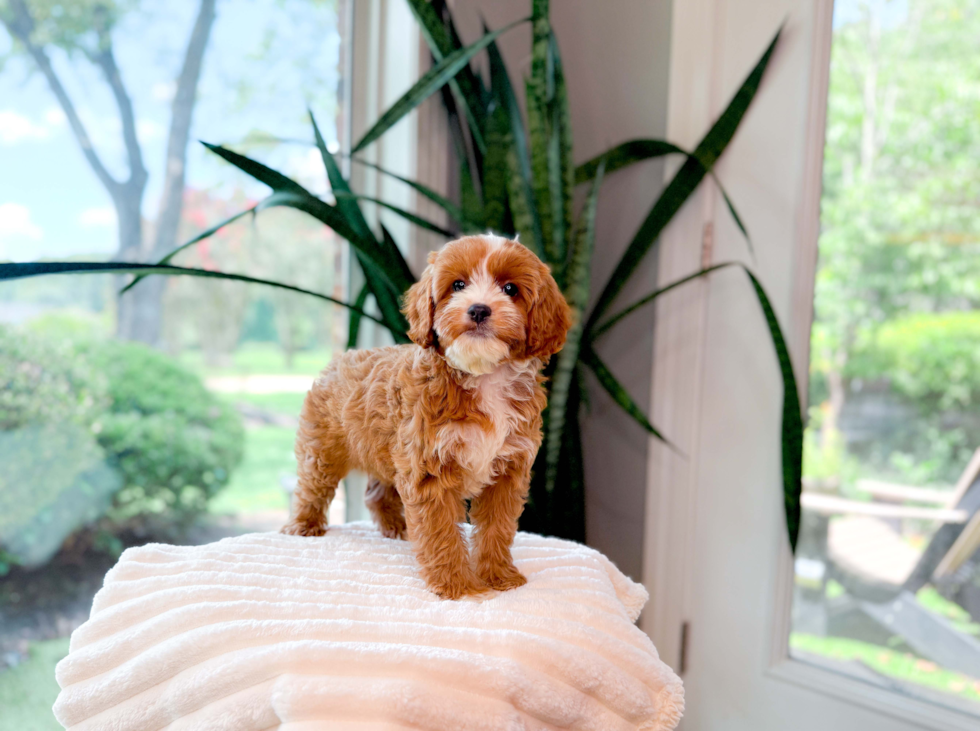 Cute Cavipoo Poodle Mix Puppy