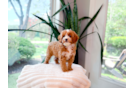 Cavapoo Puppy for Adoption