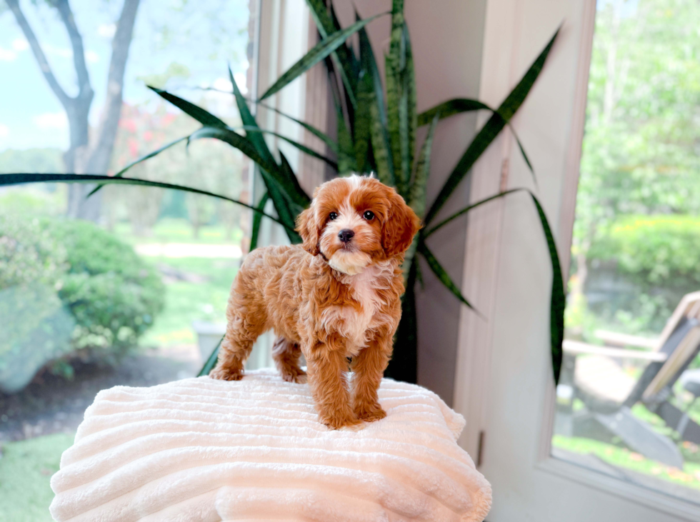 Cavapoo Puppy for Adoption