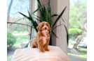 Cute Cavapoo Poodle Mix Pup