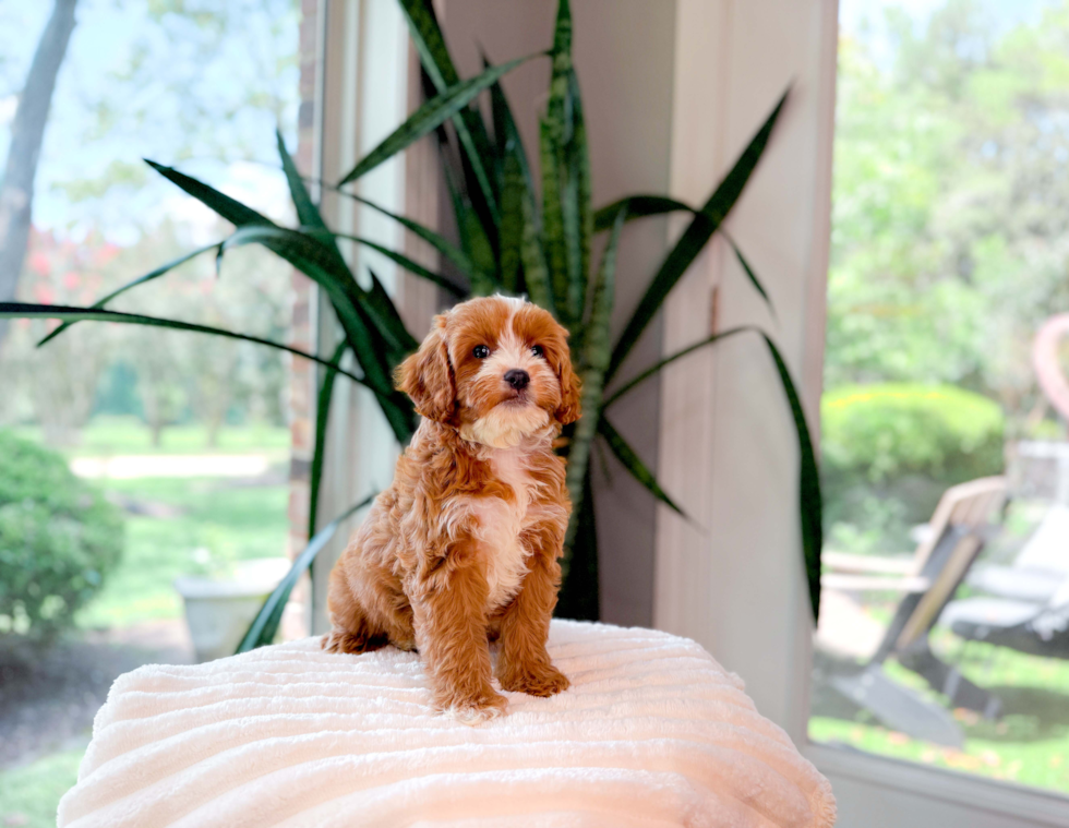 Cute Cavapoo Poodle Mix Pup