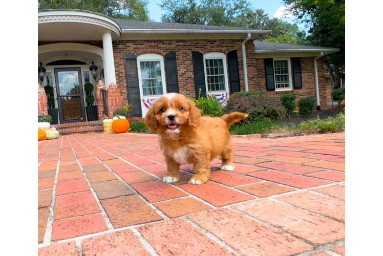 Best Cavapoo Baby
