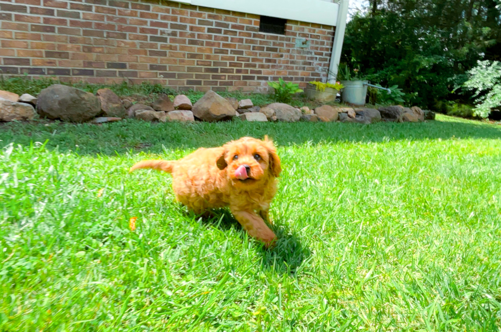 10 week old Cavapoo Puppy For Sale - Simply Southern Pups